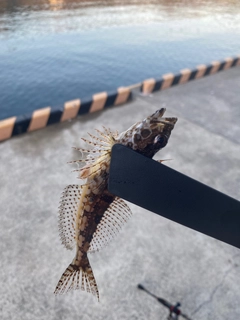 アナハゼの釣果