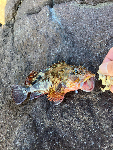 カサゴの釣果