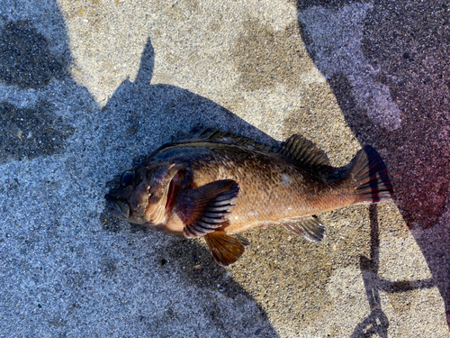 釣果