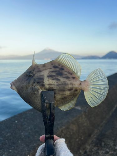 カワハギの釣果