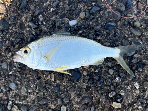 クロサギの釣果