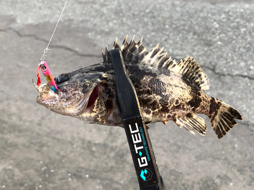 タケノコメバルの釣果