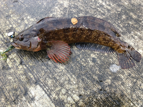 アイナメの釣果