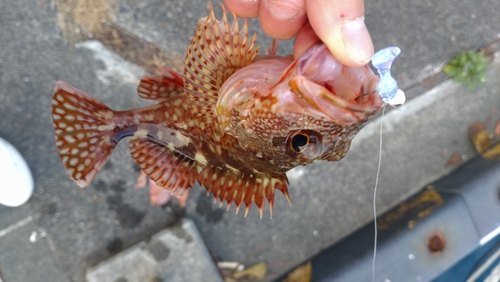 カサゴの釣果