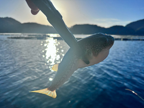 フグの釣果