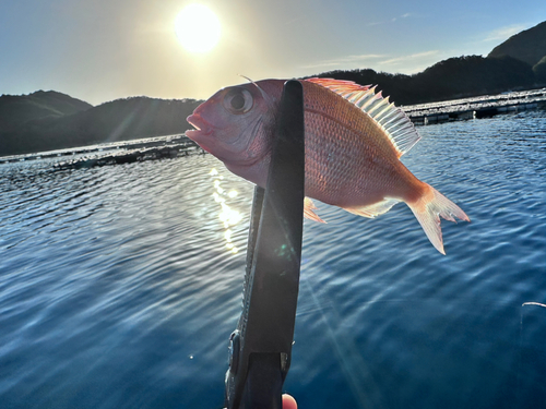 チャリコの釣果