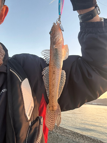 ハゼの釣果