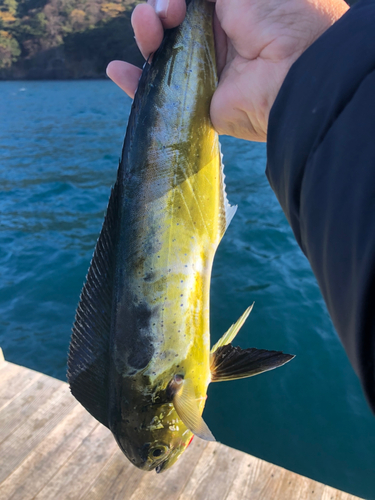 シイラの釣果