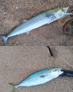 ハマチの釣果