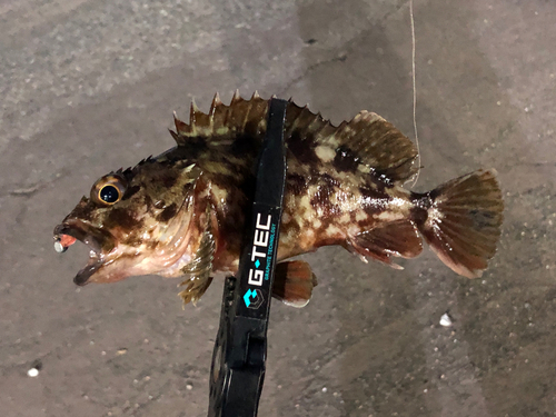 カサゴの釣果