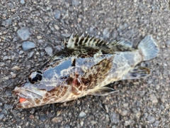 タケノコメバルの釣果