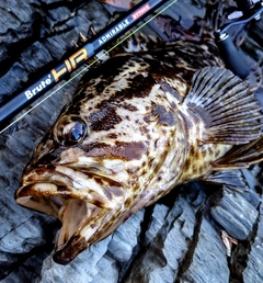 ベッコウゾイの釣果