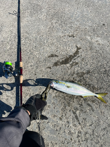 ハマチの釣果