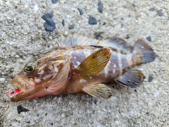 アコウの釣果