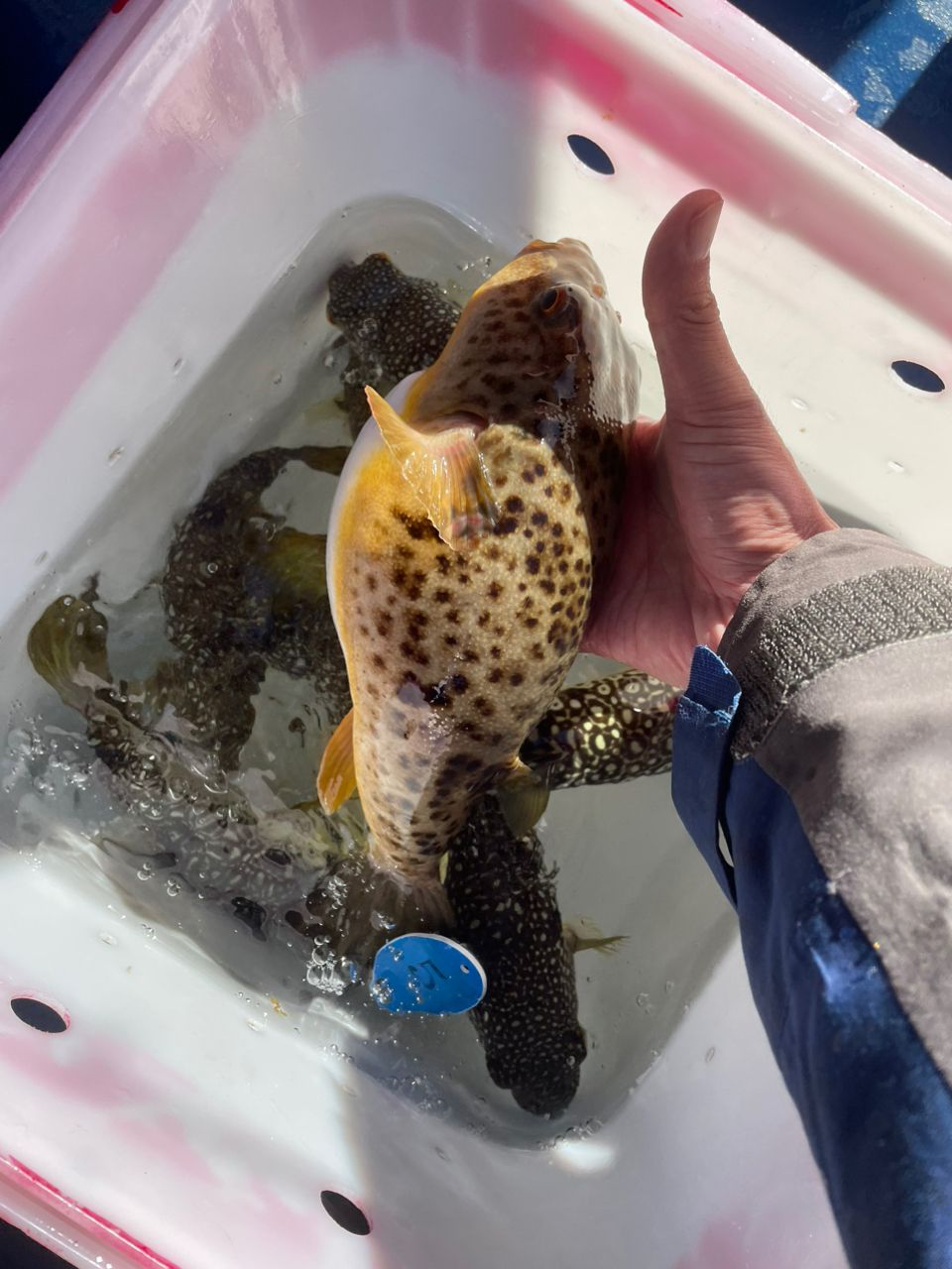 kouhe0110さんの釣果 2枚目の画像