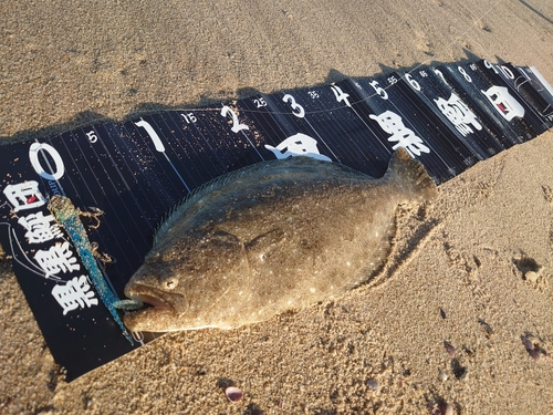 ヒラメの釣果