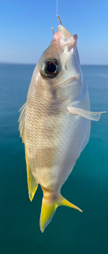 ジューマー(ヒトスジタマガシラ)の釣果