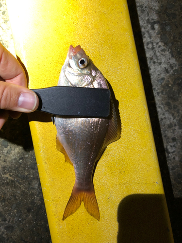 ウミタナゴの釣果