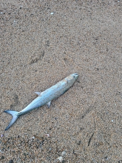 サゴシの釣果