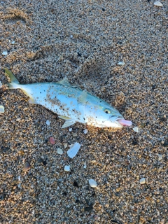 ツバスの釣果