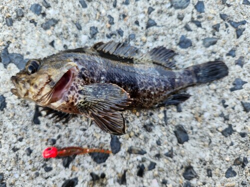 ムラソイの釣果