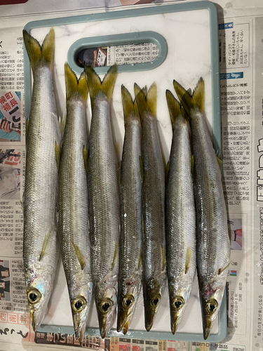 カマスの釣果