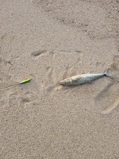 サゴシの釣果