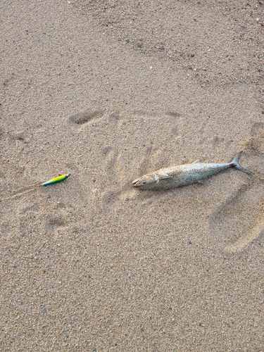 サゴシの釣果