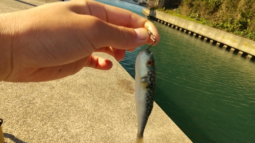 ショウサイフグの釣果