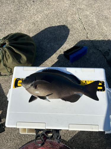 クチブトグレの釣果