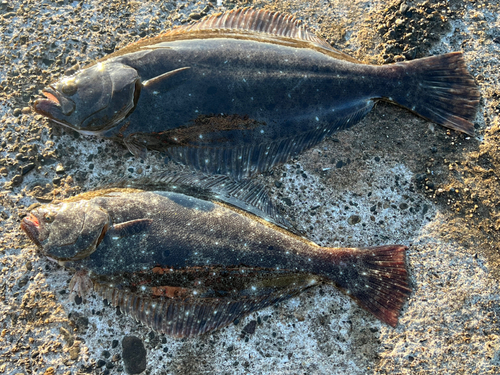 ヒラメの釣果