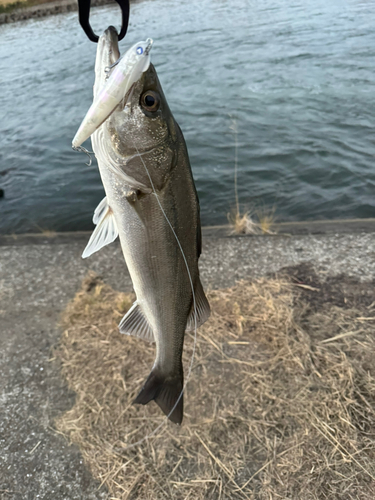 タイリクスズキの釣果