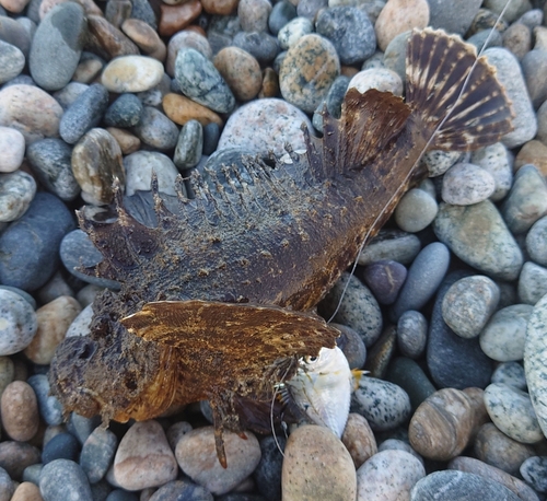 オニオコゼの釣果