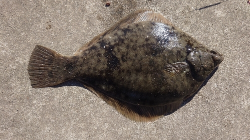 カレイの釣果