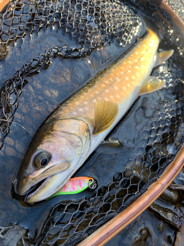 アメマスの釣果