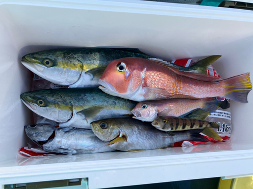 アマダイの釣果