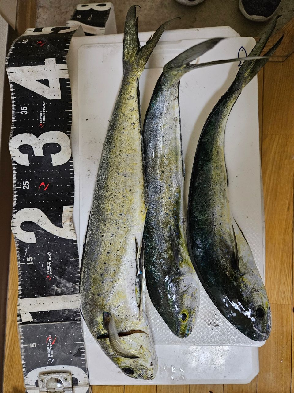 山口釣行1人旅 さんの 2023年12月09日のマヒマヒの釣り・釣果情報(山口県 - 青海島) - アングラーズ | 釣果500万件の魚釣り情報サイト