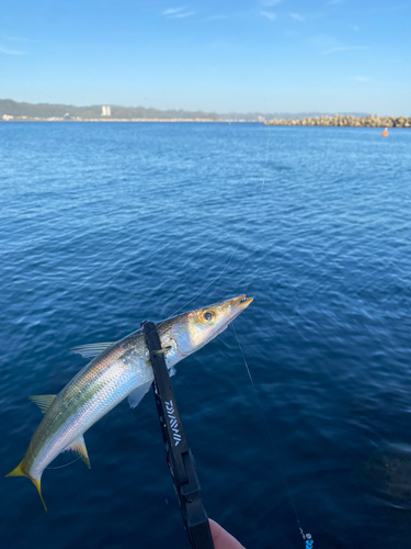 カマスの釣果