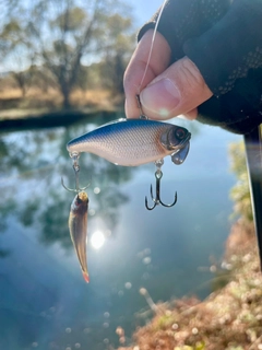 ホンモロコの釣果