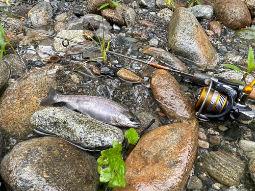 ヤマメの釣果