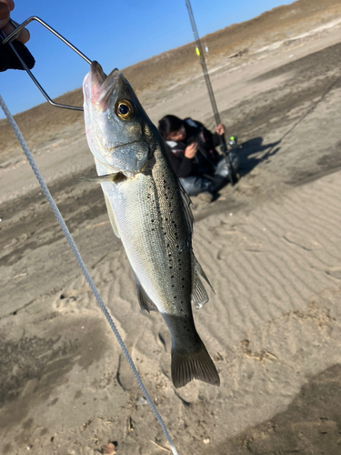 フッコ（マルスズキ）の釣果