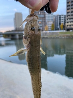 ハゼの釣果