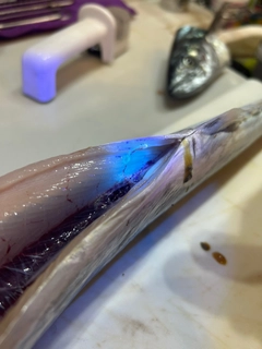 サゴシの釣果