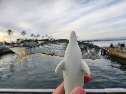 ボラの釣果