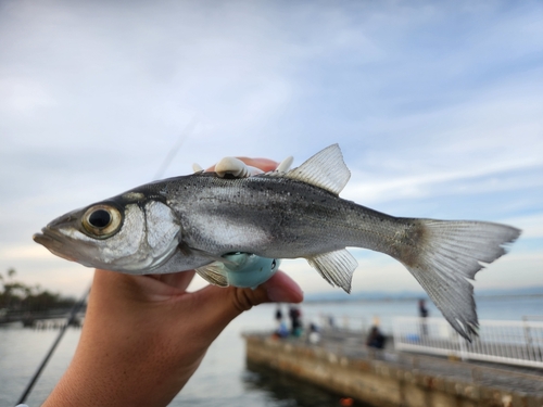 セイゴ（タイリクスズキ）の釣果