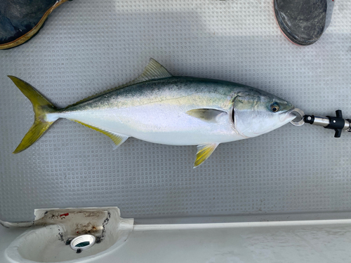 ハマチの釣果