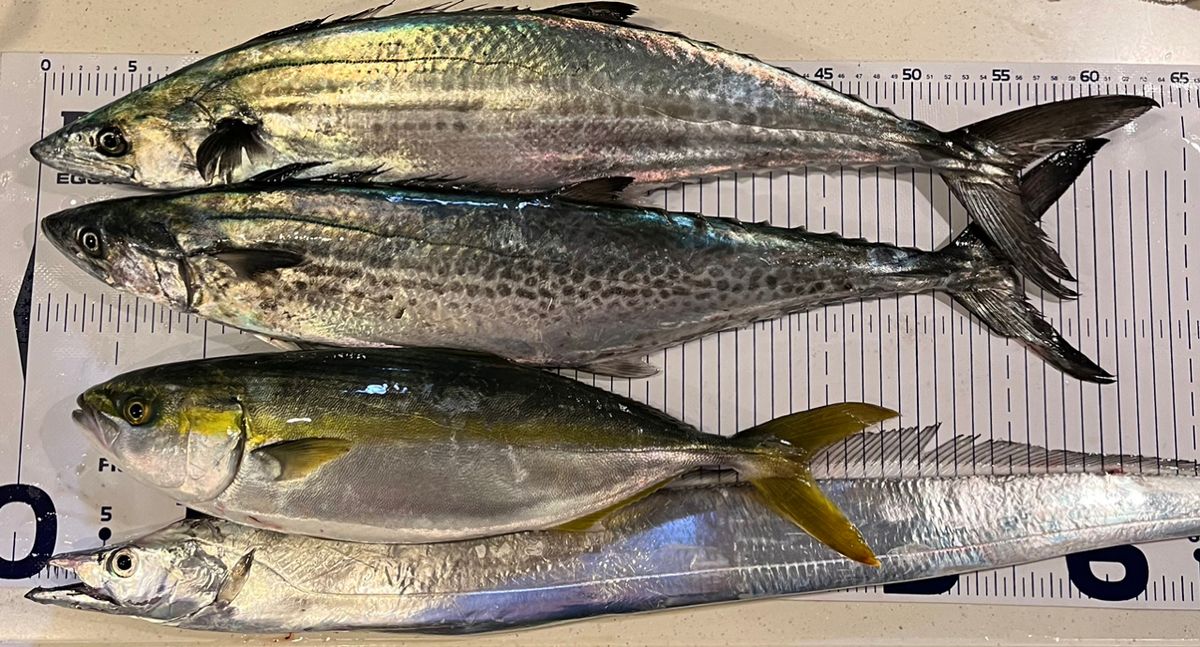 シマシマのSHIMANOさんの釣果 2枚目の画像