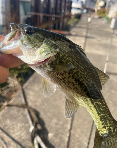 ラージマウスバスの釣果