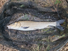 ニゴイの釣果