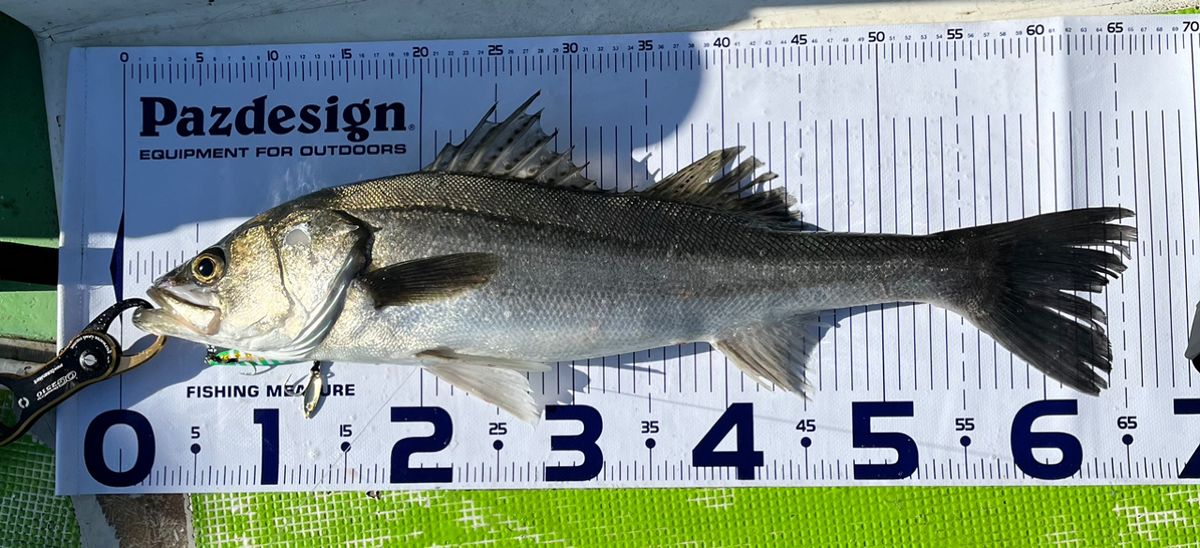 Sea🎣saaaaa〜さんの釣果 2枚目の画像